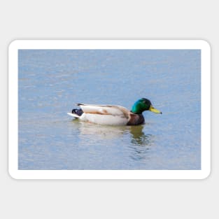 Mallard Sticker